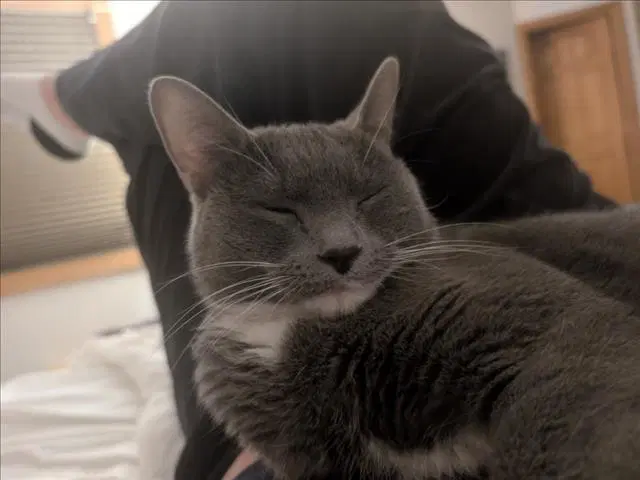 Blue Moon - Domestic Short Hair