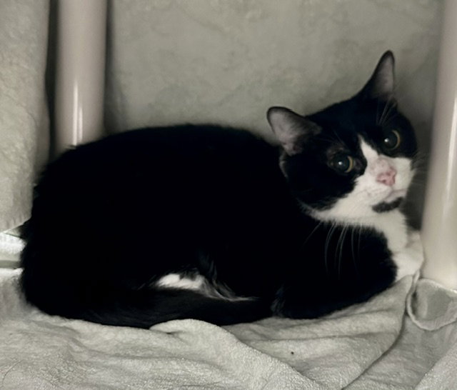 *BLUE RIBBON, cat — photo 1 of 1