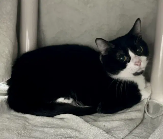 Blue Ribbon - Domestic Short Hair