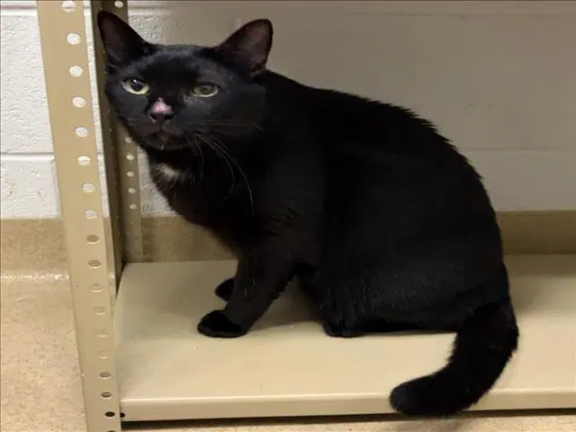 Whiskey - Domestic Short Hair