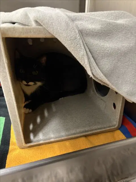 Chester - Domestic Short Hair