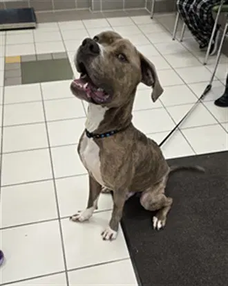 Koa - American Pit Bull Terrier