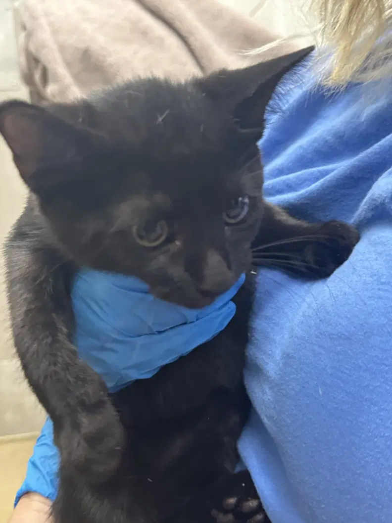 Brussel Sprouts - Domestic Short Hair