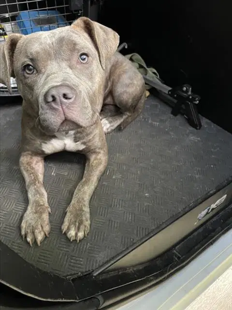 Xara - Bulldog