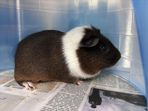 BEAN, a guinea pig for adoption from Montgomery County Animal Services and Adoption Center