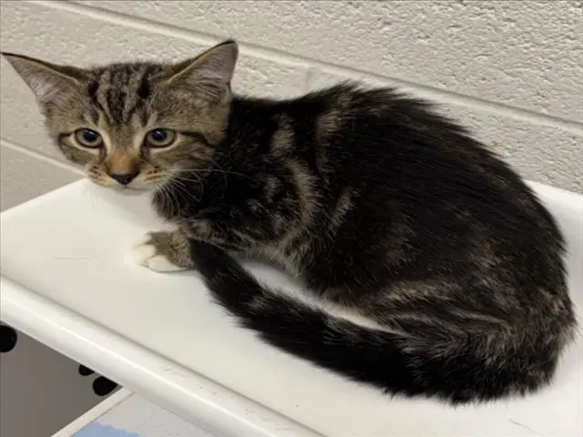 Caitlin Clark - Domestic Short Hair