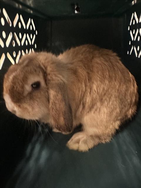 LUPIN, rabbit — photo 1 of 1