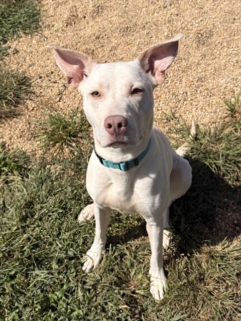 STELLA, a dog for adoption from Montgomery County Animal Services and Adoption Center