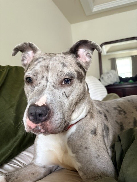 *BEAUTY, dog — photo 1 of 1