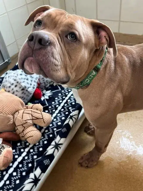 Jenga - American Bulldog