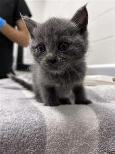 Jack - Domestic Short Hair