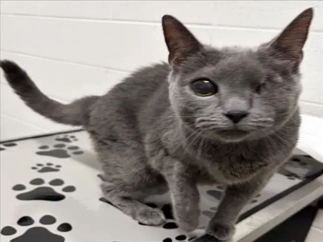 Ms Kitty - Russian Blue