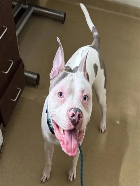 Bentley - American Pit Bull Terrier