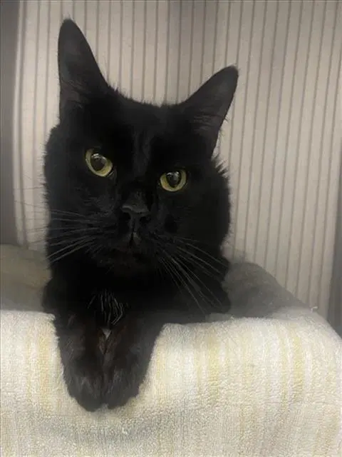 Gregorio - Domestic Short Hair