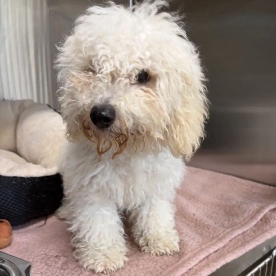 Rambler - Poodle (Miniature)