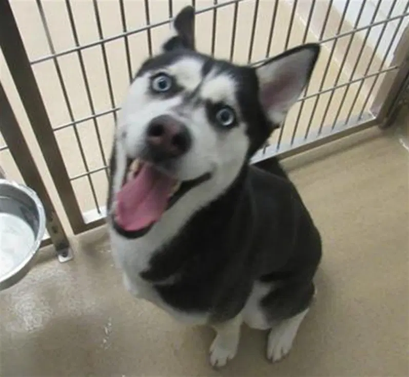 Neoma - Siberian Husky