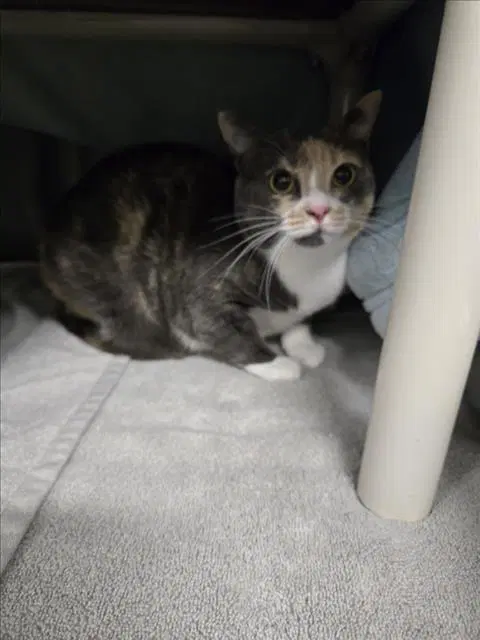Twinkle Toes - Domestic Short Hair