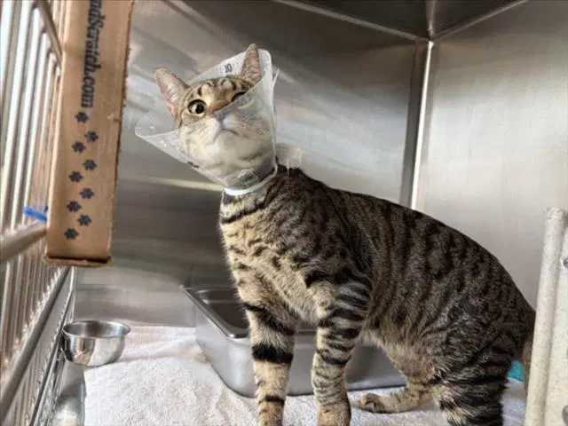 Savory Bacon - Domestic Short Hair
