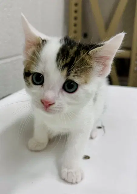 Dorita - Domestic Short Hair