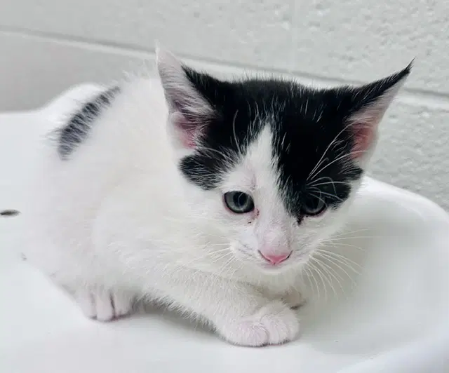 Tostita - Domestic Short Hair