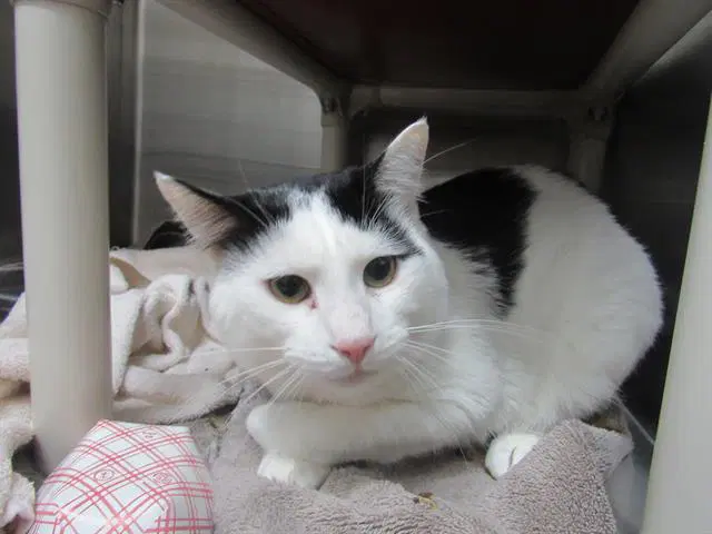 Maritime - Domestic Short Hair