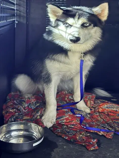 Luka - Siberian Husky
