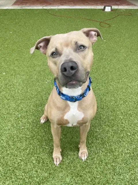 Deeno - American Staffordshire Terrier