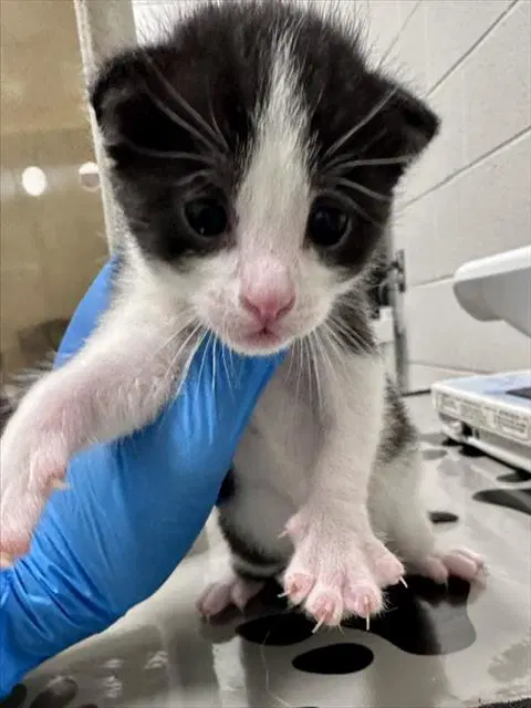 Alfalfa - Domestic Short Hair