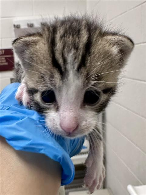 *ALOE, cat — photo 1 of 1