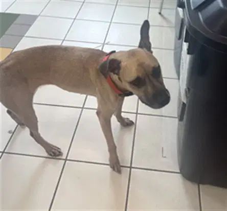 Georgia - Boxer
