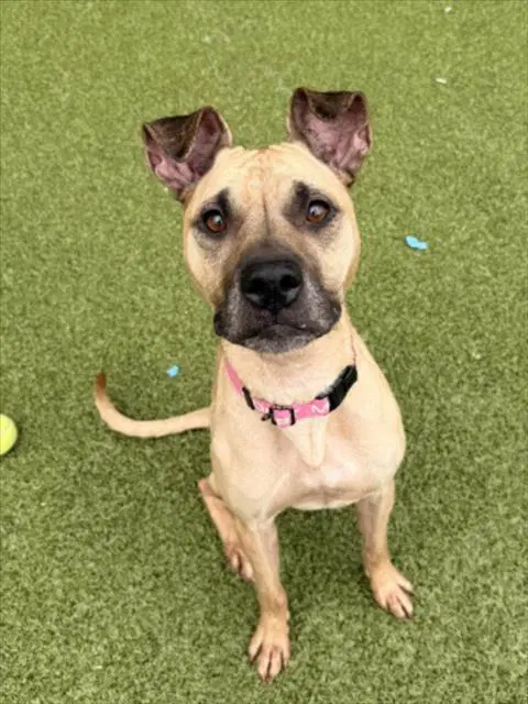 Georgia - Boxer