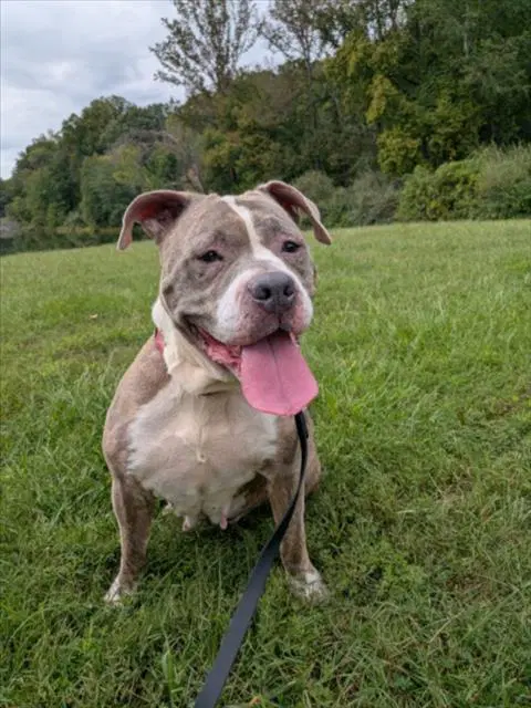 Nina - American Pit Bull Terrier