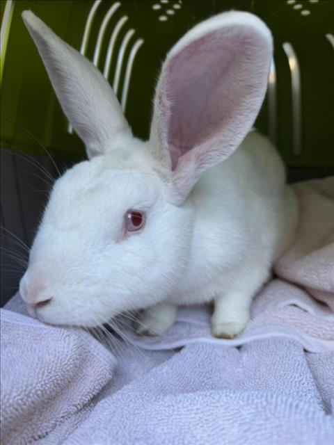*RADAR, a rabbit for adoption from Montgomery County Animal Services and Adoption Center