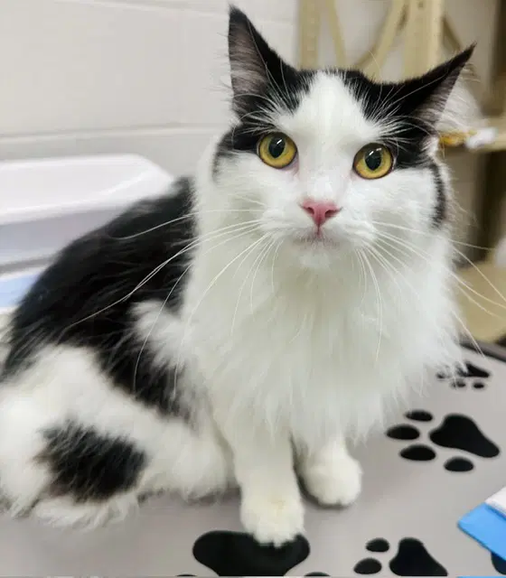 Sassy - Domestic Long Hair