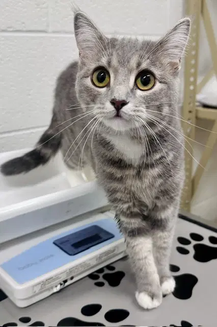 Nirvana - Domestic Short Hair