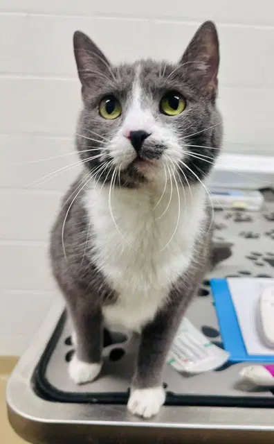 Misfit - Domestic Short Hair