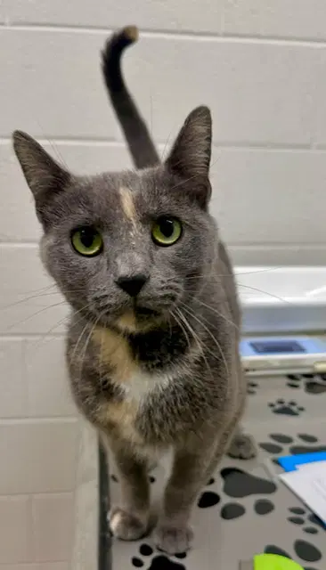 Galaxy - Domestic Short Hair