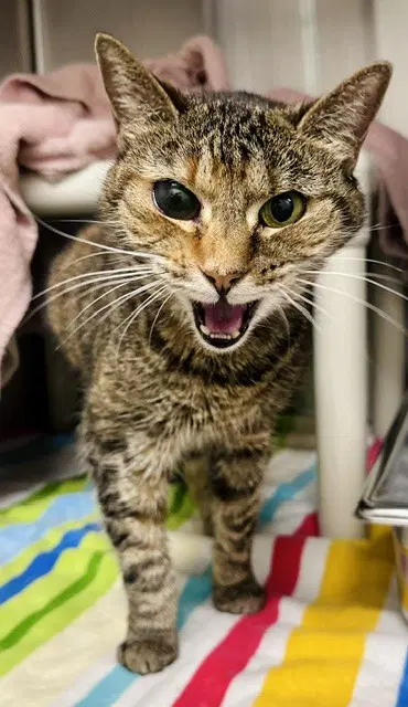 Goldie - Domestic Short Hair