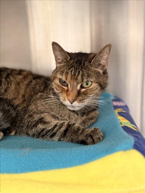 *GOLDIE, a cat for adoption from Montgomery County Animal Services and Adoption Center