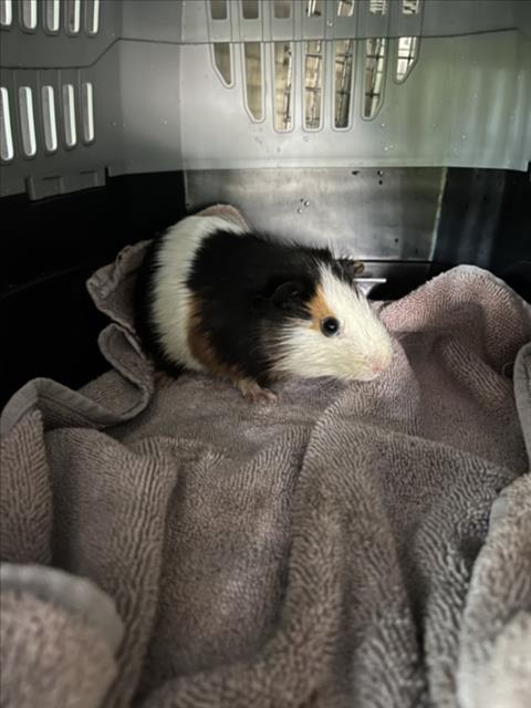 *PEANUT, other — photo 1 of 1