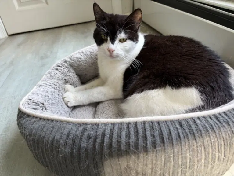 Quinn - Domestic Short Hair
