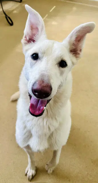 Chia - German Shepherd Dog