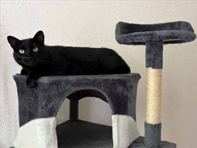 ALVIN, cat — photo 1 of 1