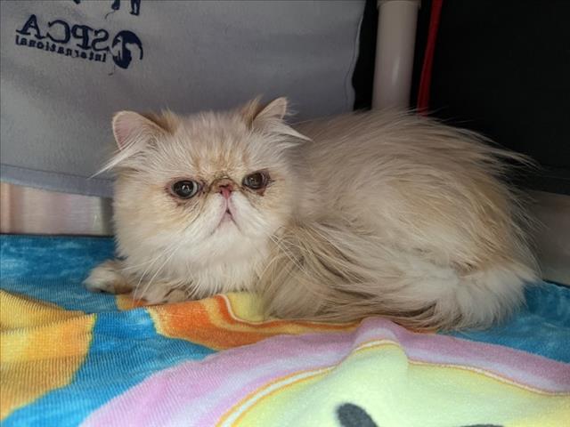 ALFREDO, cat — photo 1 of 1