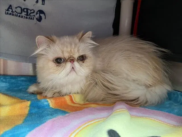 Alfredo - Himalayan