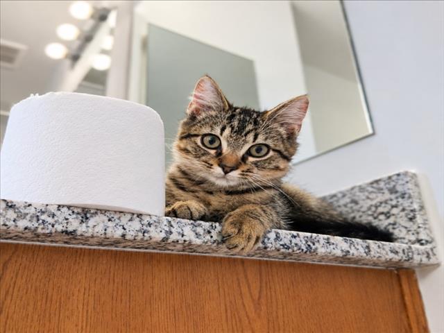LENNY, cat — photo 1 of 1