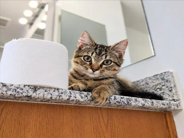 Lenny - Domestic Short Hair