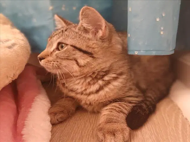 Loopy - Domestic Short Hair