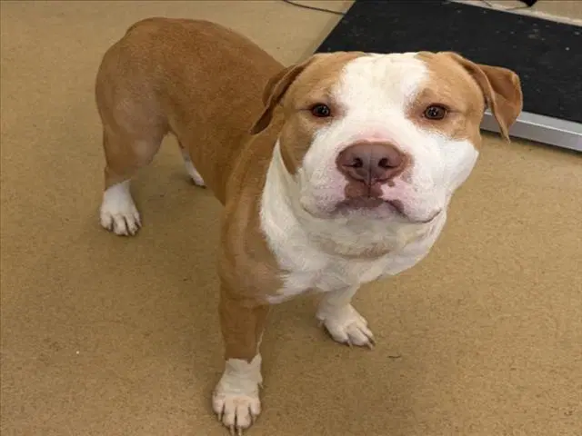 And Dug - American Pit Bull Terrier
