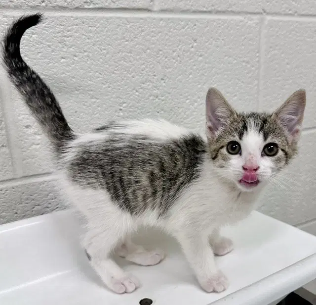 Rhombus - Domestic Short Hair